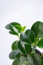 young green plant Peperomia obtusifolia in a black pot. Royalty Free Stock Photo