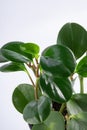 young green plant Peperomia obtusifolia in a black pot. Royalty Free Stock Photo