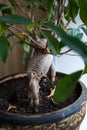 Young green plant in a pot on a windowsill Royalty Free Stock Photo