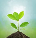 Young Green Plant and Soil. Royalty Free Stock Photo