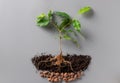 Young green plant with soil, drainage and water drops. World Earth Day. Royalty Free Stock Photo