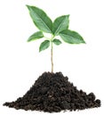 Young green plant in soil humus isolated on white background. Young tree as gardening concept Royalty Free Stock Photo