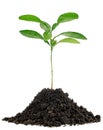 Young green plant in soil humus isolated on white background. Young tree of citrus fruit Royalty Free Stock Photo