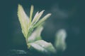 Young green plant sprout in dew drops. Spring concept. Tone photo