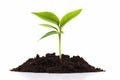 Green plant grow in pile of soil on white Royalty Free Stock Photo