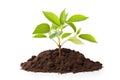 Green plant grow in pile of soil on white Royalty Free Stock Photo