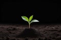 A young green plant sprouting from rich soil against a dark background, symbolizing growth and new beginnings Royalty Free Stock Photo