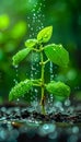 Young Green Plant Sprouting with Water Drops on Soil