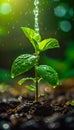 Young Green Plant Sprouting with Water Drops on Soil