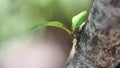 Young green plant in tree. New born plant. Begin a new life Royalty Free Stock Photo