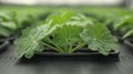 Young green plants growing in a modern cultivation system, representing advancements in bioengineering and plant science. Royalty Free Stock Photo