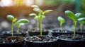 Young Green Seedlings Growing in Pots, New Life and Growth Concept Royalty Free Stock Photo