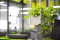 Young green plants in pots in eco office interior Royalty Free Stock Photo