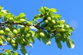 Young green plum fruit on a tree, blue sky background Royalty Free Stock Photo