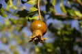 Young green pomegranate grows on a tree Royalty Free Stock Photo