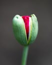 Young green poppy bud with red flower inside