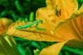 Young green Praying Mantis Latin: Mantis religiosa on  orange flower Daylily Latin: Hemerocallis, close up. Precise selective Royalty Free Stock Photo