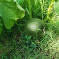 Young Green Pumpkin on Vine Royalty Free Stock Photo