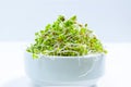 Young green radish microgreen sprouts grown for food in bowl. Concept of growing greens for healthy eating, vegetarianism,