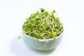Young green radish microgreen sprouts grown for food in bowl. Concept of growing greens for healthy eating, vegetarianism,