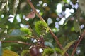 Young green rambutan fruit or Nephelium lappaceum is growing on tree branches in the garden. Royalty Free Stock Photo