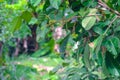 Young green rambutan on the fruit tree tropical