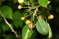 Young green Ranet on a branch