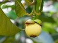 Young green raw mangosteen fruit on tree in mangosteen garden Royalty Free Stock Photo