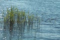 Young green reed stalks grown in shallow water Royalty Free Stock Photo