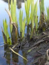 Young green reeds in springtime in a pond Royalty Free Stock Photo