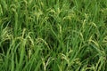 Young green rice field on plant.An organic asian rice farm Royalty Free Stock Photo
