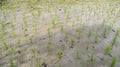 Young green rice field plant in a waterlogged paddy field Royalty Free Stock Photo