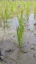 Young green rice field plant in a waterlogged paddy field Royalty Free Stock Photo