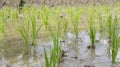 Young green rice field plant in a waterlogged paddy field Royalty Free Stock Photo