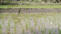 Young green rice field plant in a waterlogged paddy field Royalty Free Stock Photo