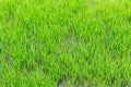 Young green rice field texture Royalty Free Stock Photo