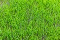 Young green rice field texture Royalty Free Stock Photo