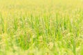 Young green rice field in Thailand Royalty Free Stock Photo