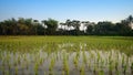 Young green rice growing at field. Royalty Free Stock Photo