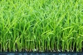 Young green rice paddy plant