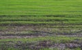 Young green rice plant on field Royalty Free Stock Photo