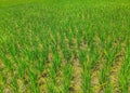 Young rice plant in the field Royalty Free Stock Photo