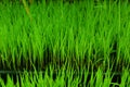 Young green rice plant Royalty Free Stock Photo