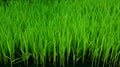 Young green rice plant Royalty Free Stock Photo