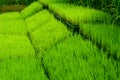 Young green rice plant Royalty Free Stock Photo