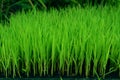 Young green rice plant Royalty Free Stock Photo