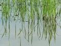 Young green rice plant with reflection in close up in Ayutthaya province, central part of Thailand Royalty Free Stock Photo