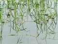 Young green rice plant with reflection in close up in Ayutthaya province, central part of Thailand Royalty Free Stock Photo