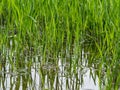 Young green rice plant with reflection in close up in Ayutthaya province, central part of Thailand Royalty Free Stock Photo