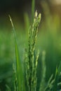 Young green rice plants in the field Royalty Free Stock Photo